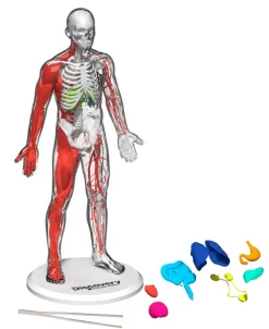 Discovery - Toy Anatomy Human Kit Glow in the Dark 28pc